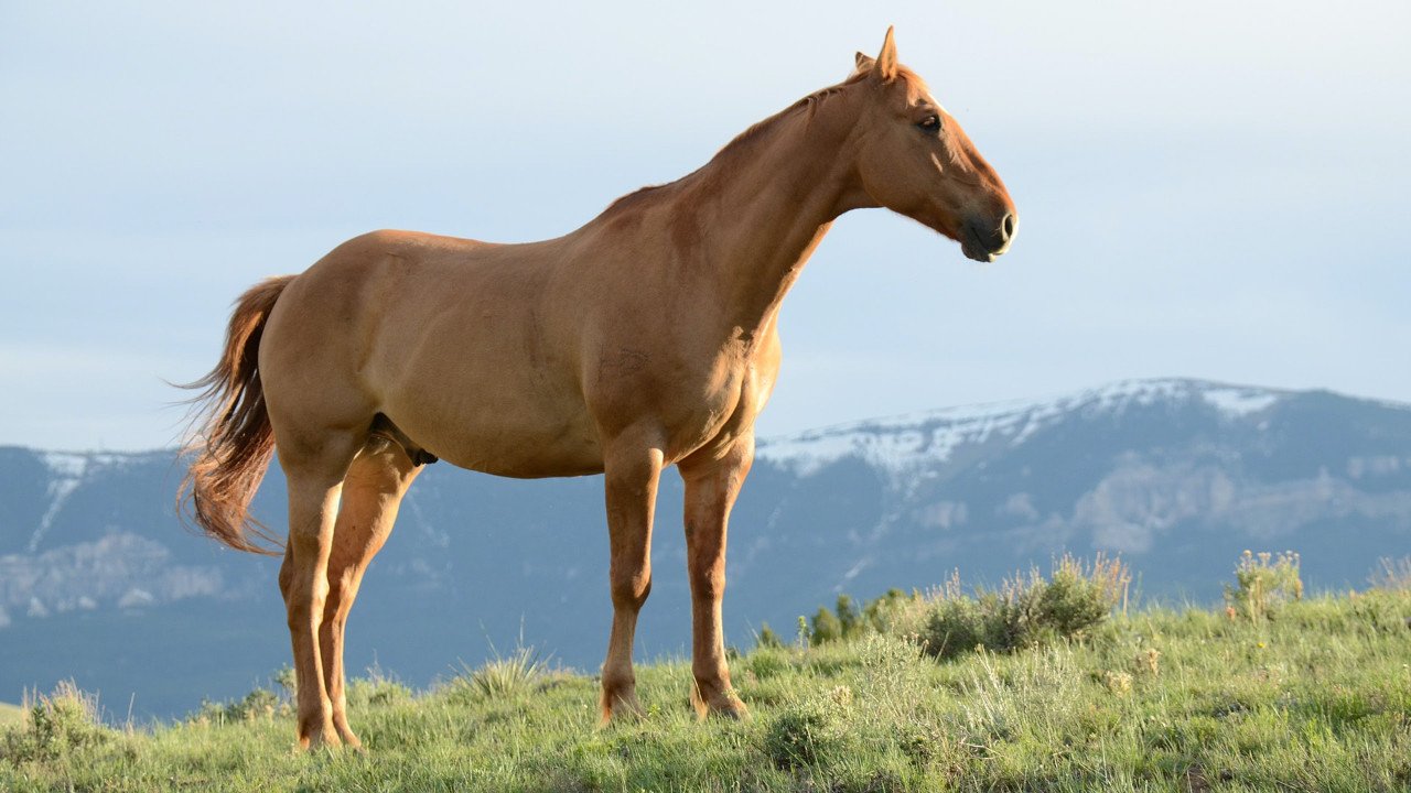 Horse on mountain 16×9 1280×720 A modern fairy tale - bay horse on a mountain