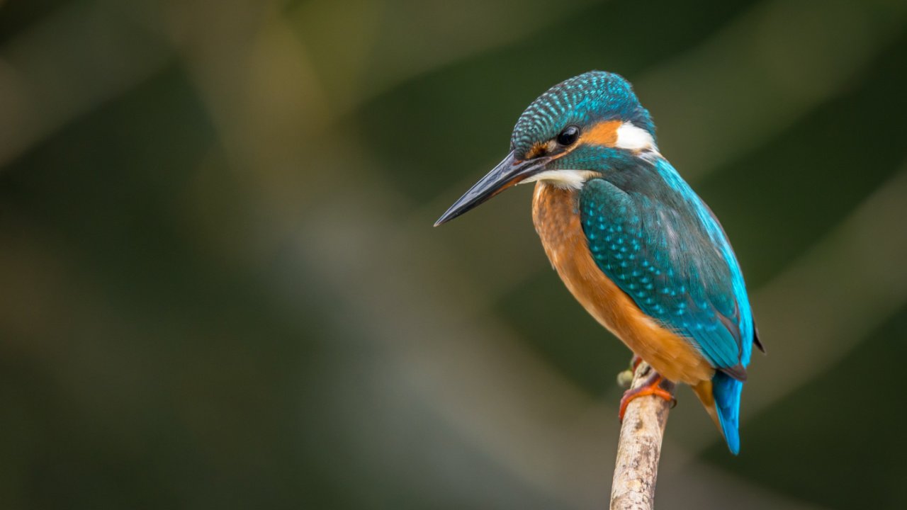 Kingfisher 16×9 1280×720