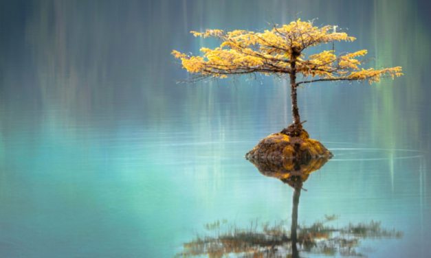 Sacred Nature: Restoring our ancient bond with the natural world